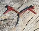 Jose Ortiz handmade 1/2" latigo leather curb strap with tightly braided natural rawhide knot and white mane horsehair tassel.  9" in length and attaches with self-tie bit attachments and no metal hardware. 