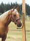 Shown with Horse Tied:  The Blocker Tie Ring has changed the way people tie their horses, providing a safe, humane way to tie your horse. 