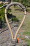 Jose Ortiz 5/8" Natural Rawhide Bosal Brown/Natural Nose & Round Knot - 18 P