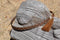 1/2" Hand Braided 5 Strand Horsehair Hatband Double Tassels - Sorrel/Black/White