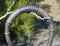 Jose Ortiz 5/8" Dark Brown Rawhide Bosal Black Details Nose & Round Knot - 18 P