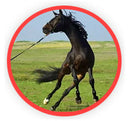 Tie Ease Quick Knotless Horse Safety Tie - Set of Two