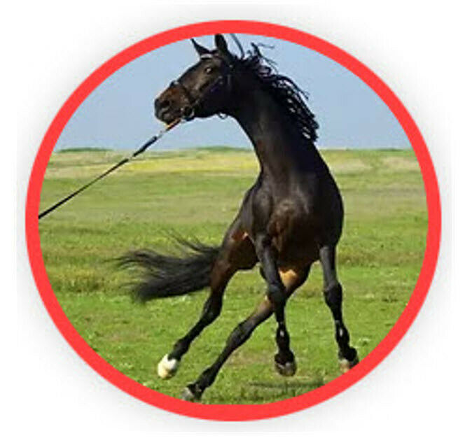 Tie Ease Quick Knotless Horse Safety Tie - Set of Two