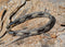 100% Braided 3 Strand Horsehair Bracelet - Clasp - Various Colors