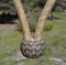 Jose Ortiz 5/8" Natural Rawhide Bosal Brown/Natural Nose & Round Knot - 18 P