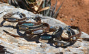 Close Up View Various Colors Awesome 3/8" wide, 3 Strand Braided Horsehair Bracelet with a lobster claw clasp and various colored beads. 