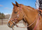 Photograph of Justin Dunn Bitless Bridle on Mustang Horse
